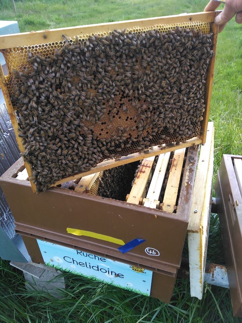 La ruche Chelidoine