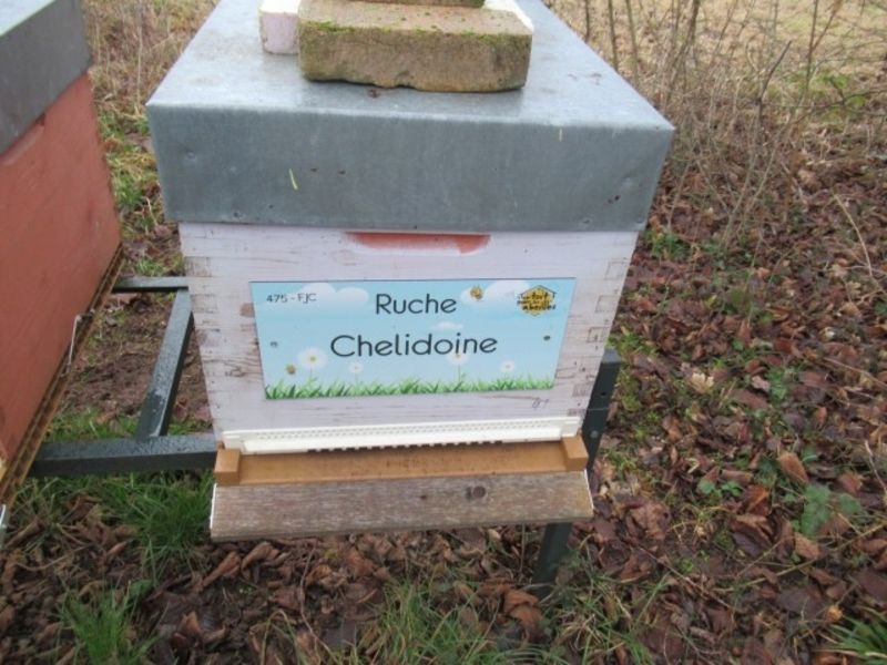 La ruche Chelidoine