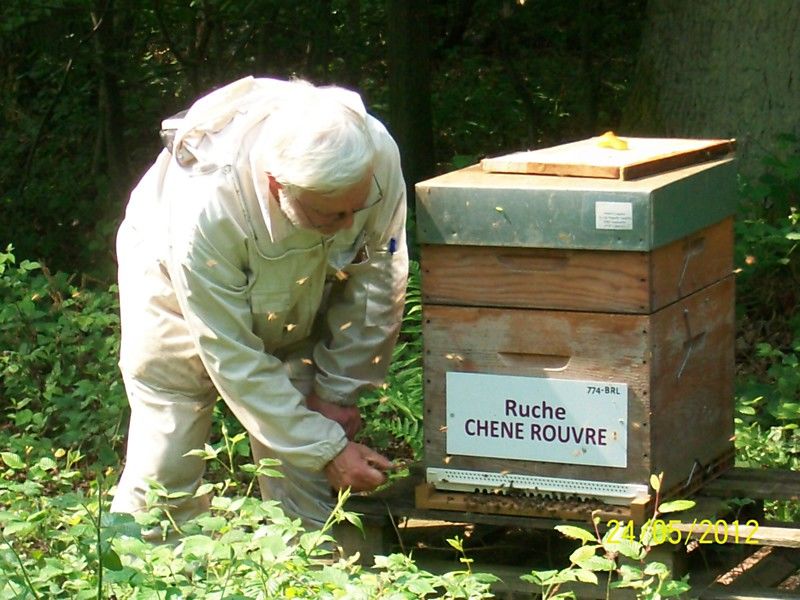 La ruche Chêne rouvre