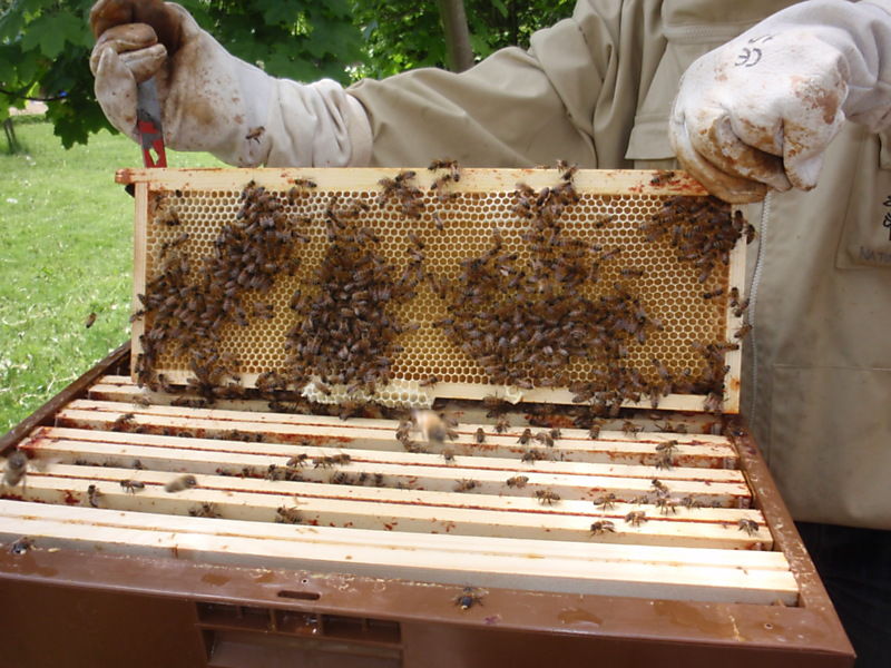 La ruche Chêne rouvre