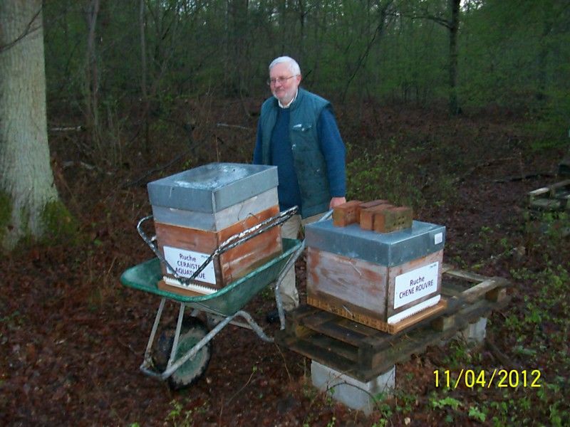 La ruche Chêne rouvre