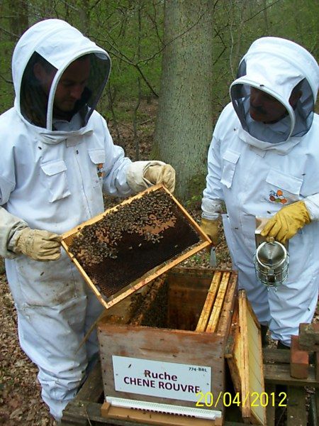 La ruche Chêne rouvre