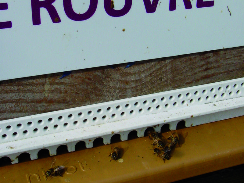 La ruche Chêne rouvre