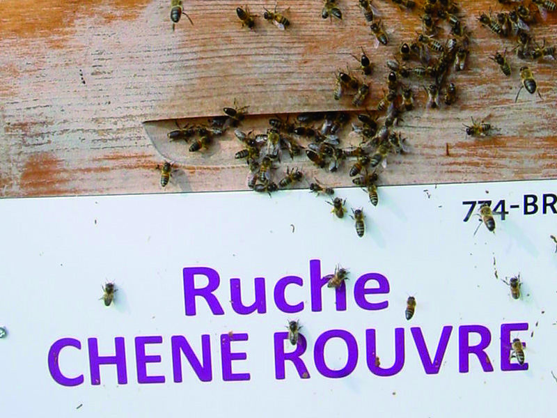 La ruche Chêne rouvre