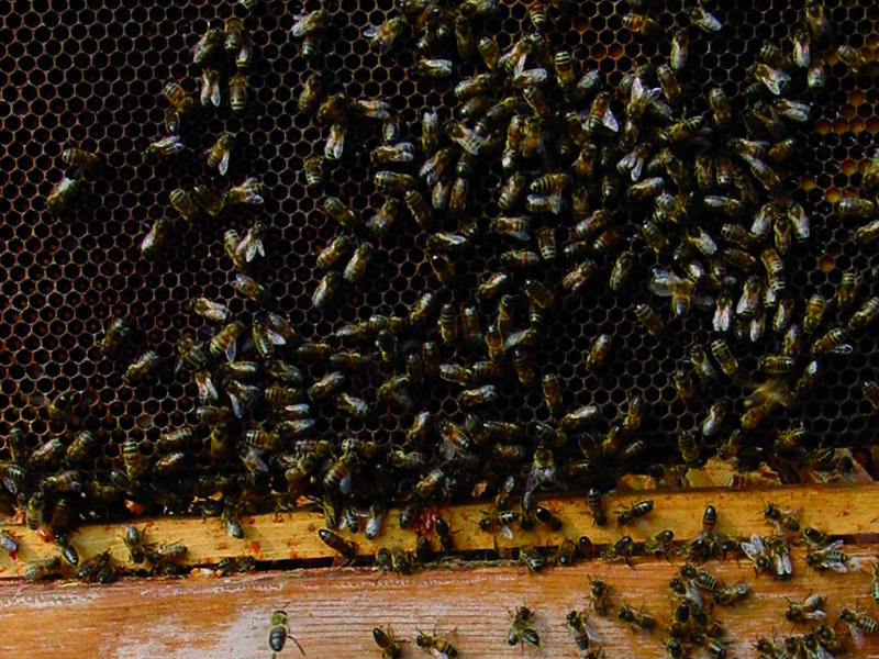 La ruche Chêne rouvre