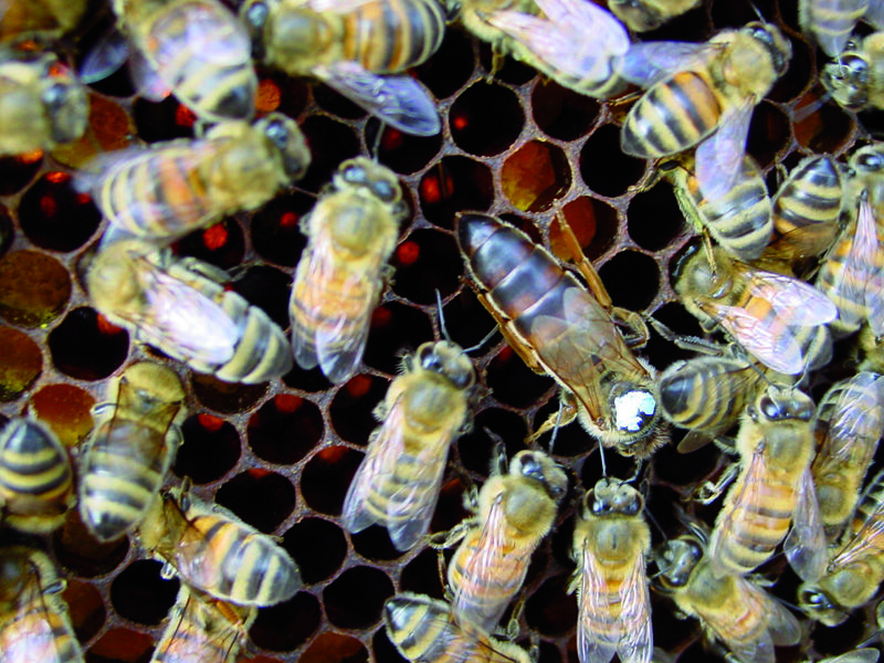 La ruche Chêne rouvre