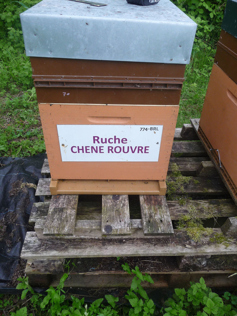 La ruche Chêne rouvre