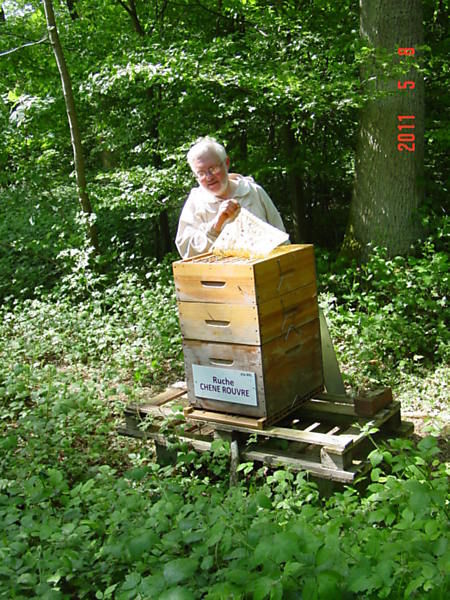 La ruche Chêne rouvre