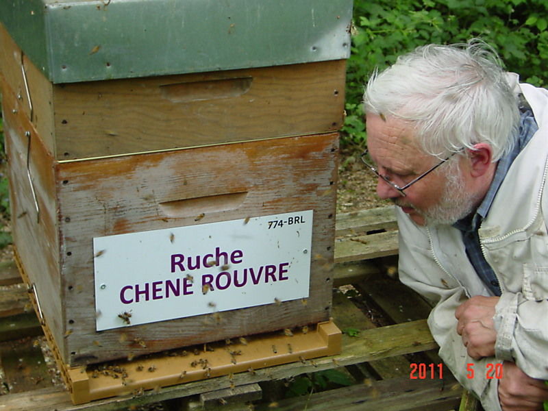 La ruche Chêne rouvre