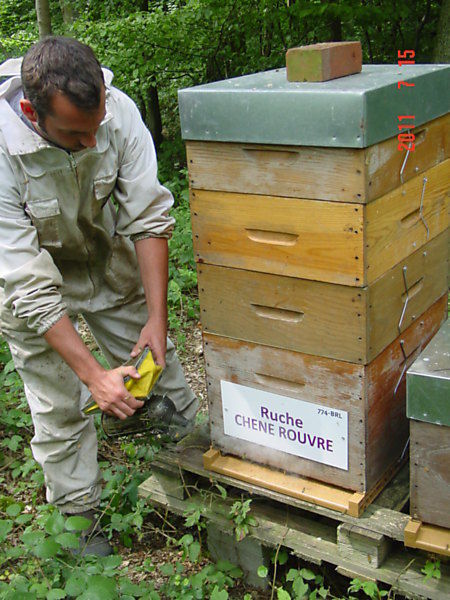 La ruche Chêne rouvre