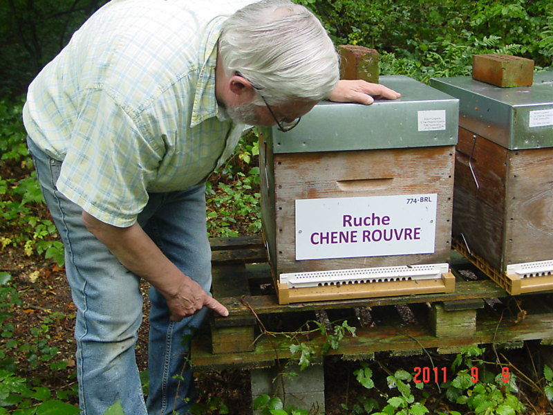 La ruche Chêne rouvre