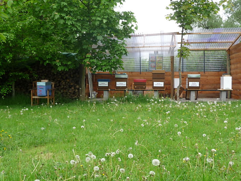 La ruche Chêne rouvre