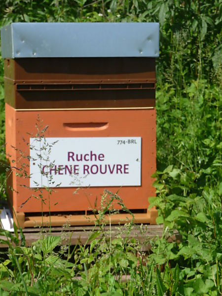 La ruche Chêne rouvre
