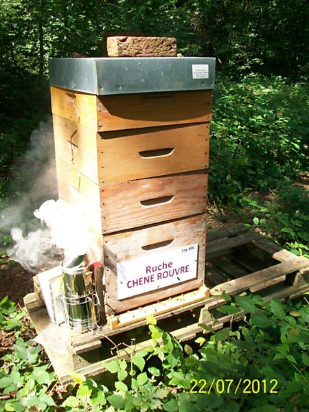La ruche Chêne rouvre