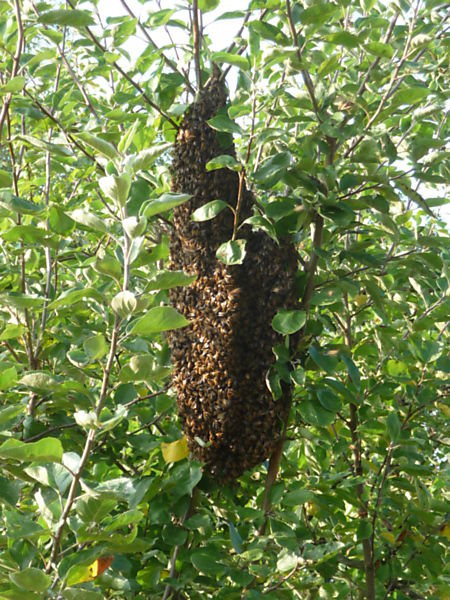La ruche Chêne rouvre