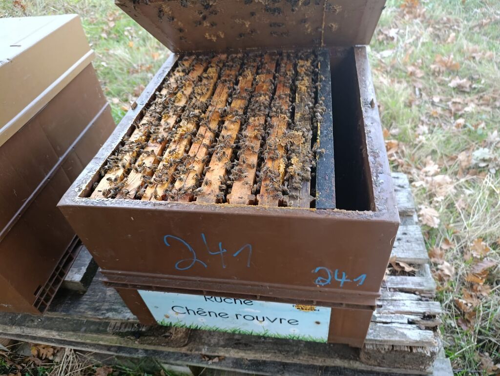 La ruche Chêne rouvre