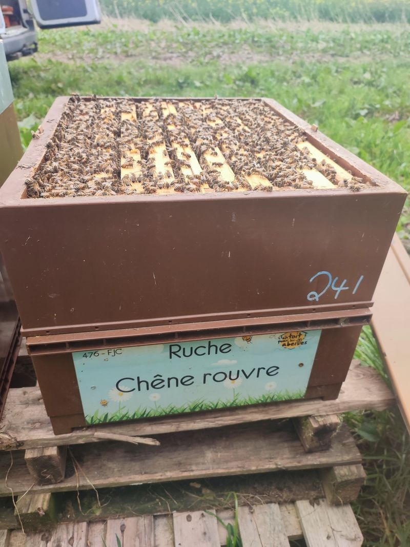 La ruche Chêne rouvre