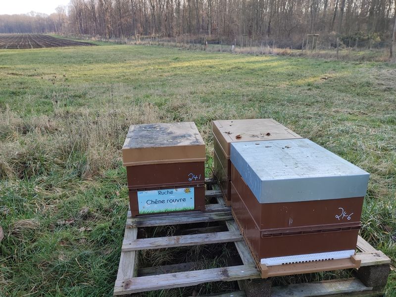 La ruche Chêne rouvre