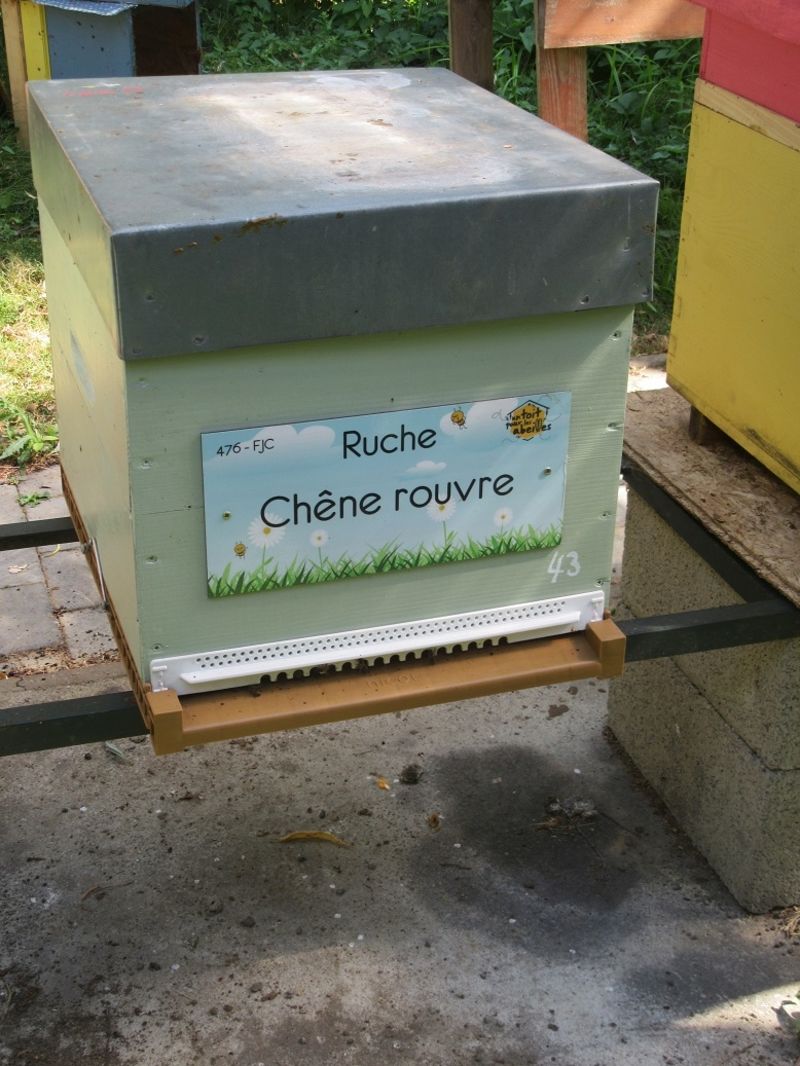 La ruche Chêne rouvre