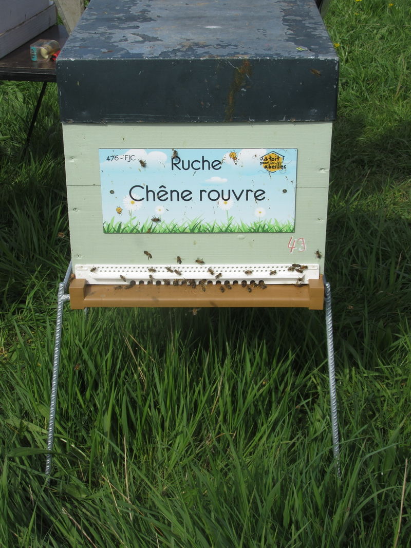La ruche Chêne rouvre