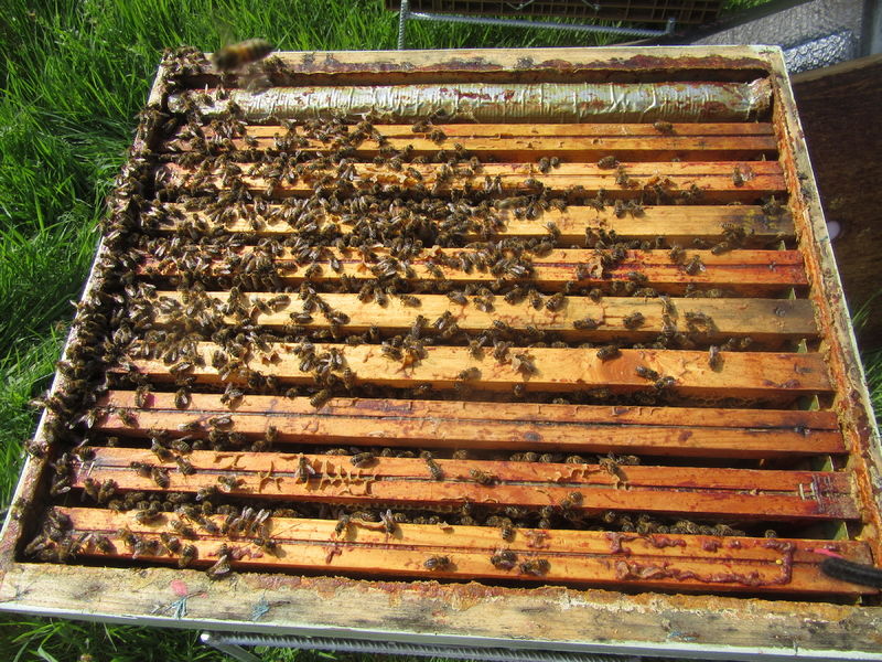 La ruche Chêne rouvre