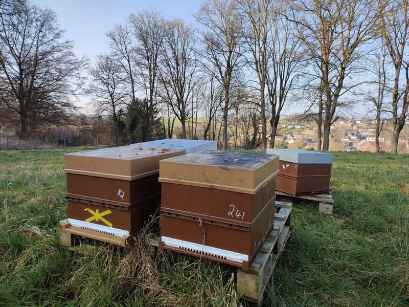 La ruche Chêne rouvre