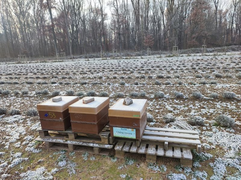 La ruche Chêne rouvre