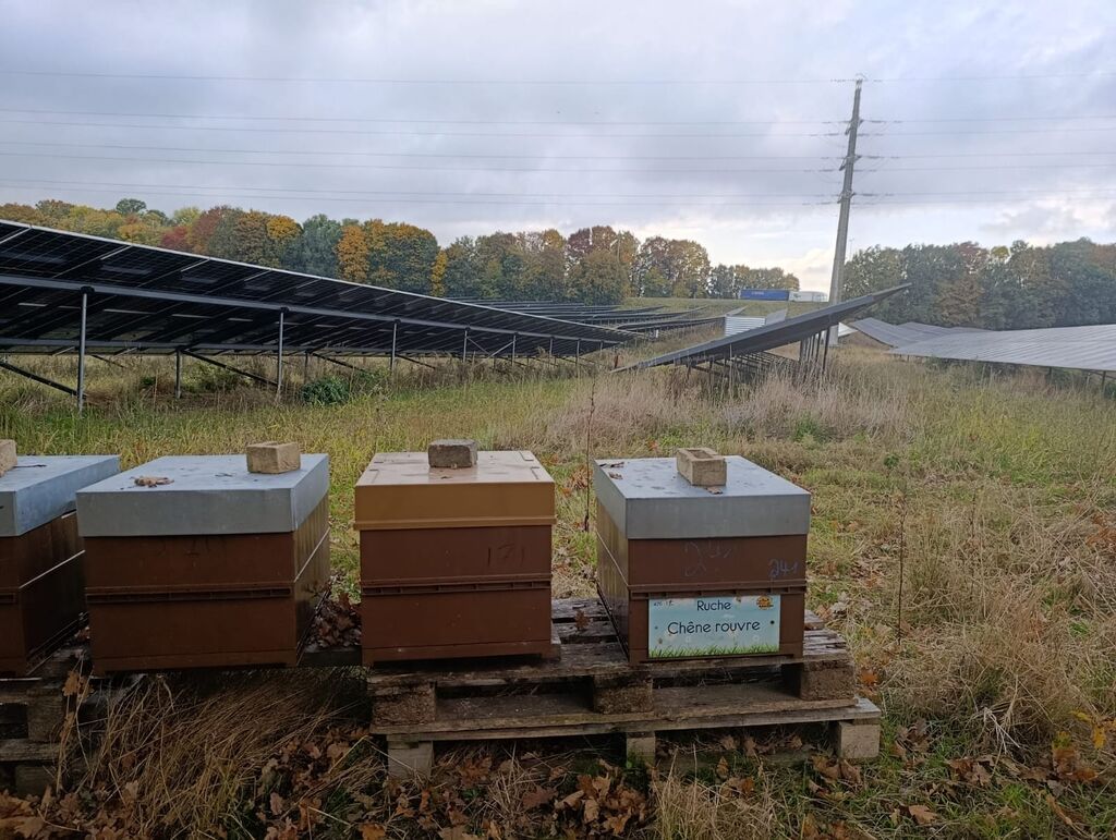 La ruche Chêne rouvre