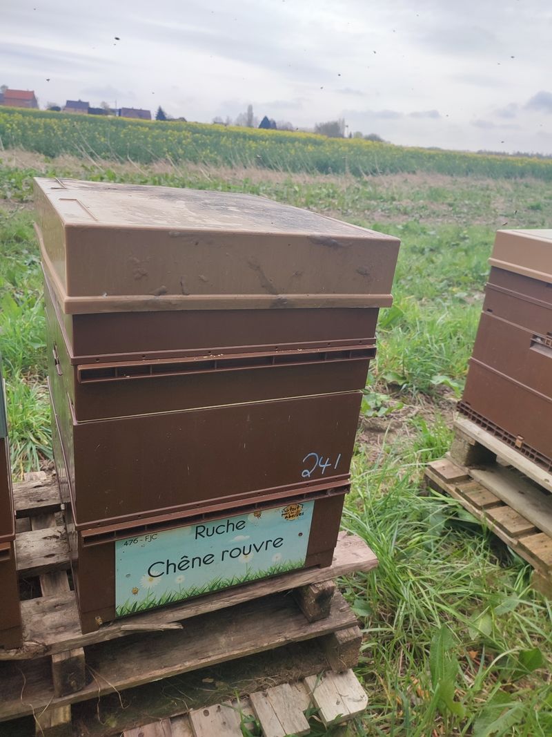 La ruche Chêne rouvre