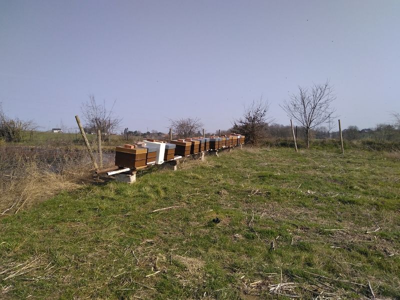 La ruche Chêne rouvre