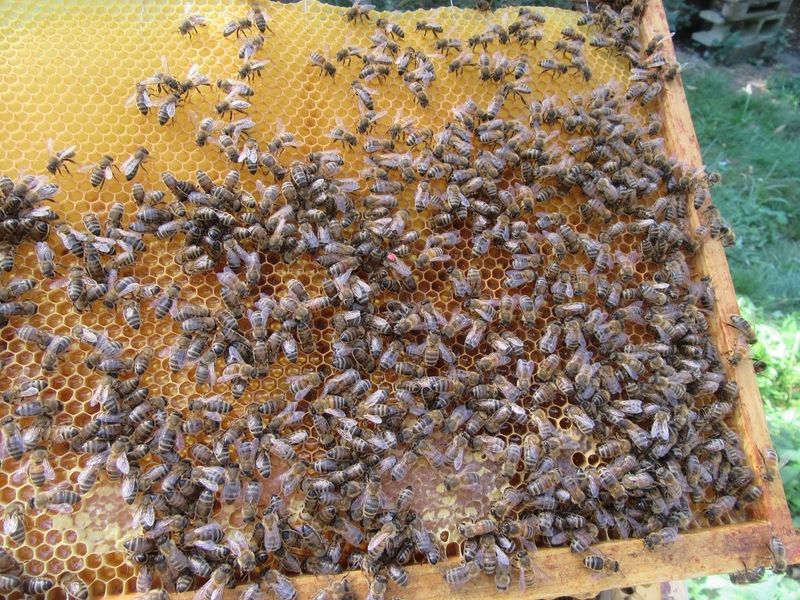 La ruche Chêne rouvre