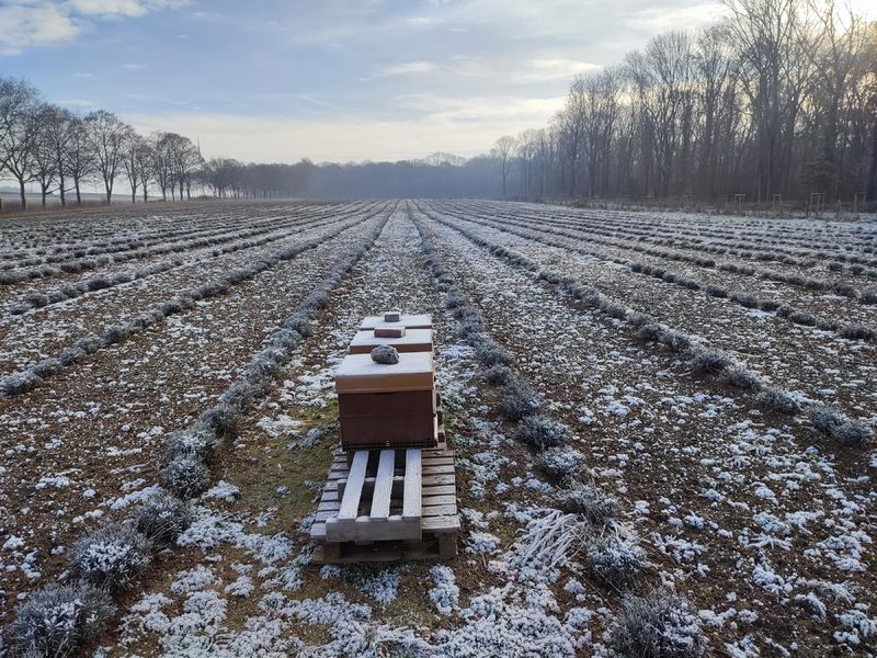 La ruche Chêne rouvre