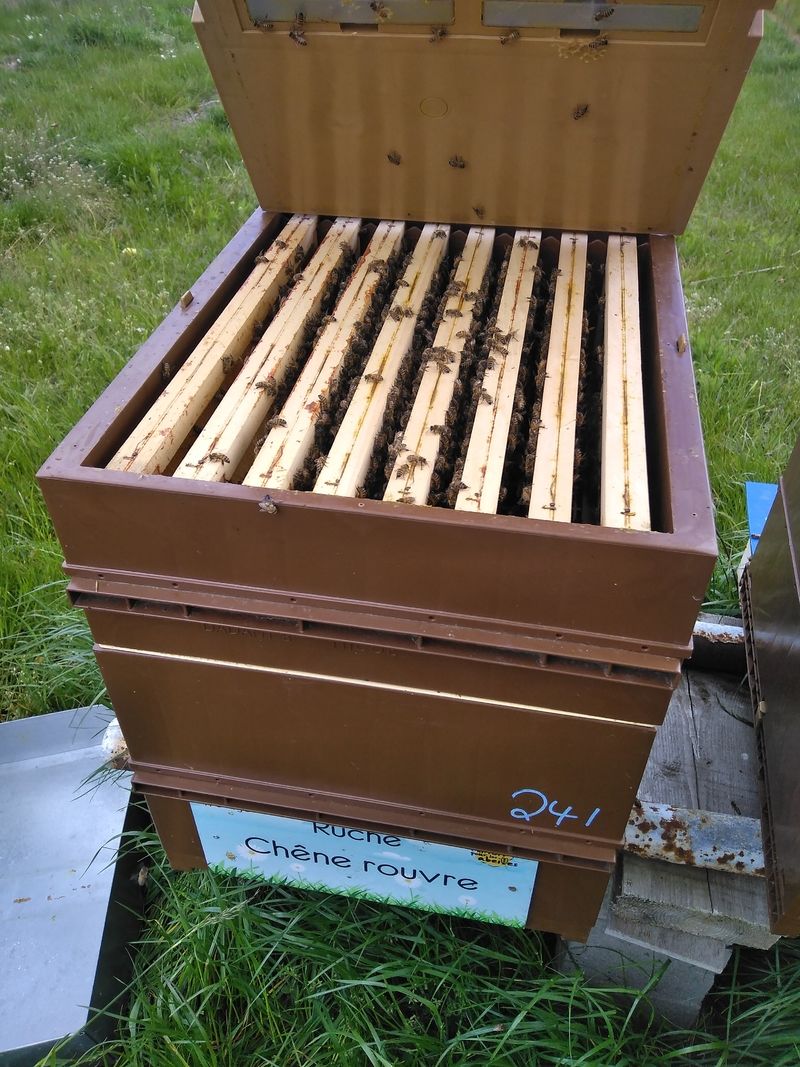 La ruche Chêne rouvre