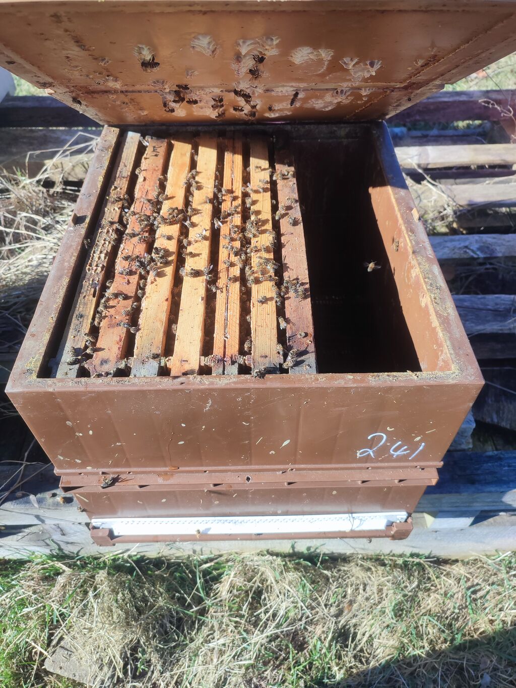 La ruche Chêne rouvre