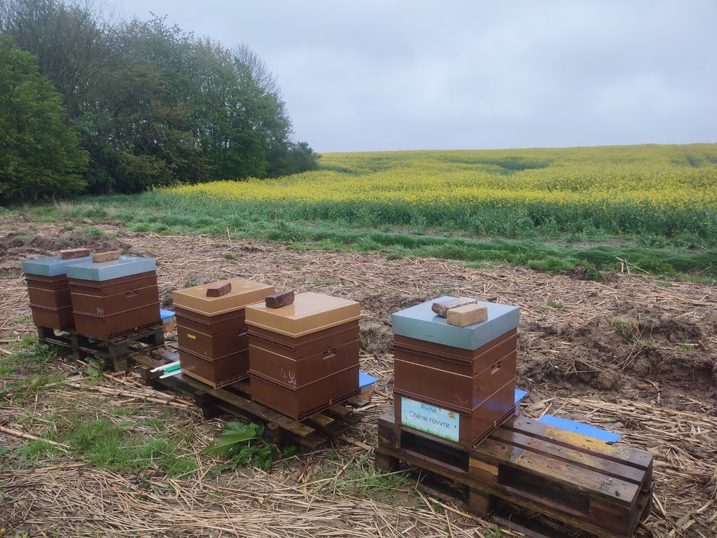 La ruche Chêne rouvre