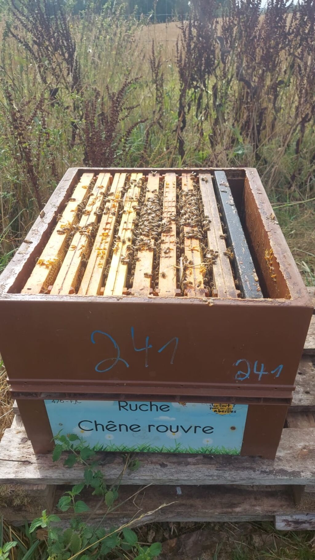 La ruche Chêne rouvre
