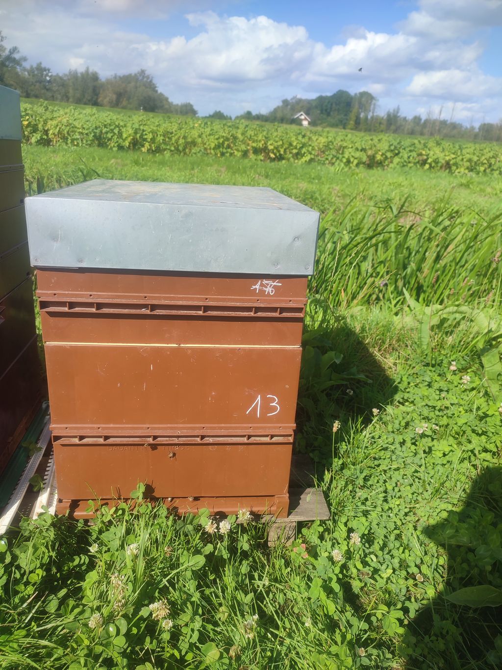 La ruche Chêne rouvre