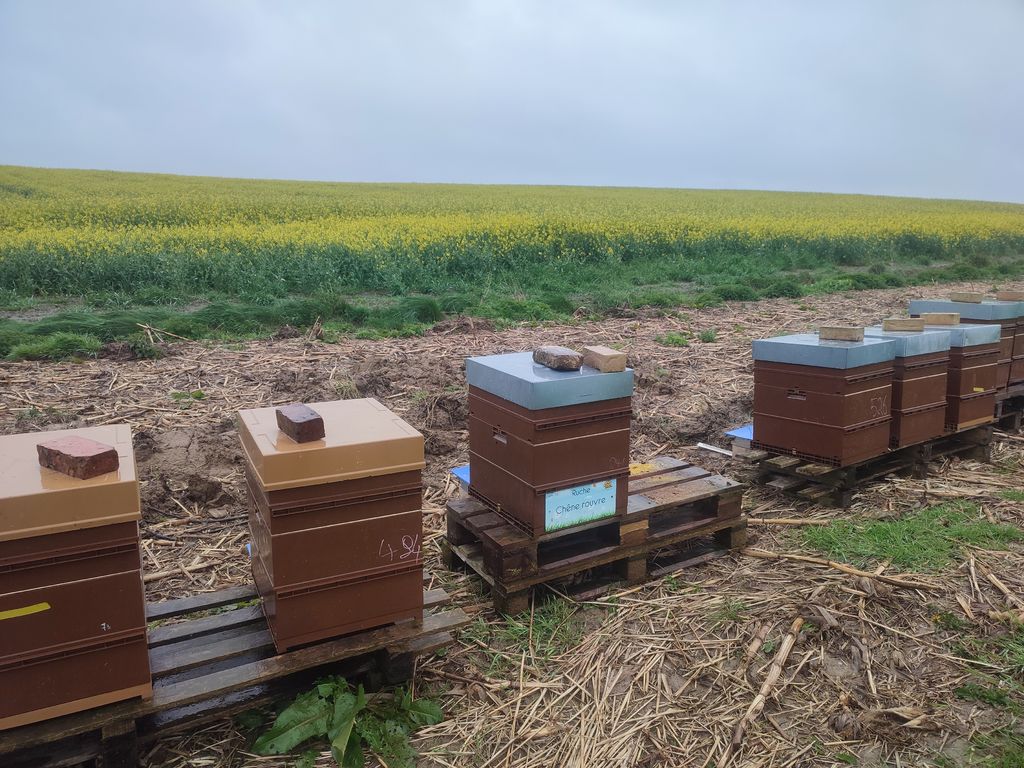La ruche Chêne rouvre