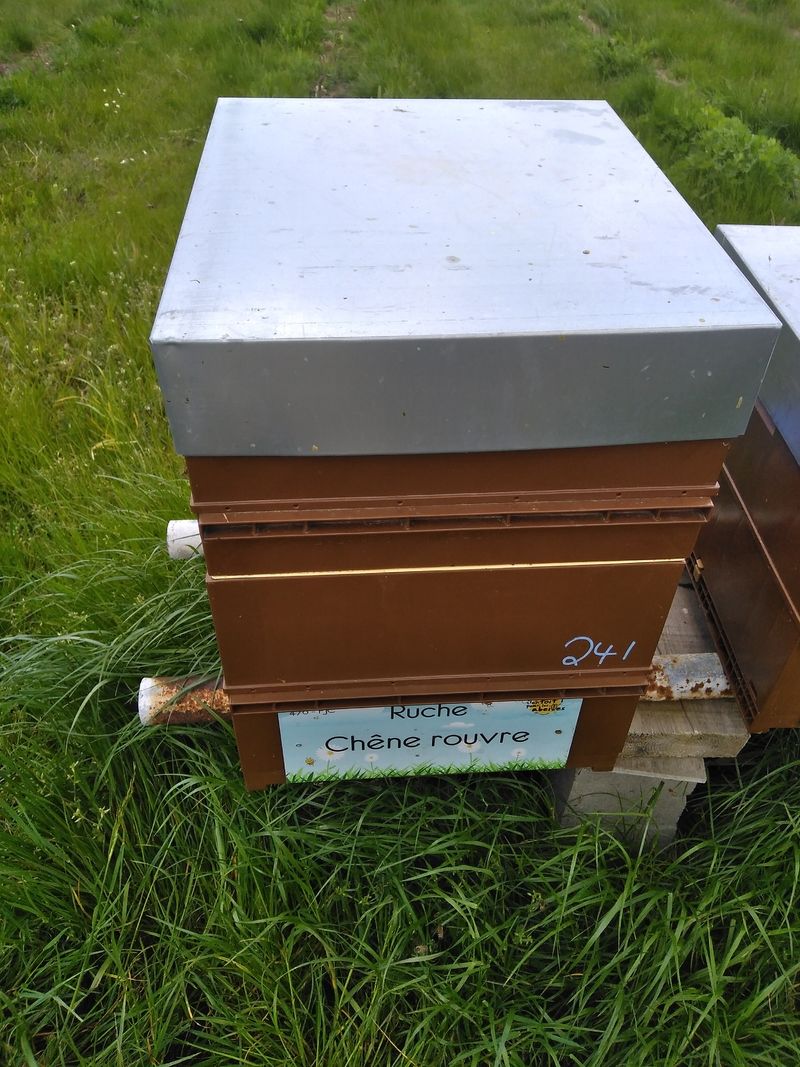 La ruche Chêne rouvre