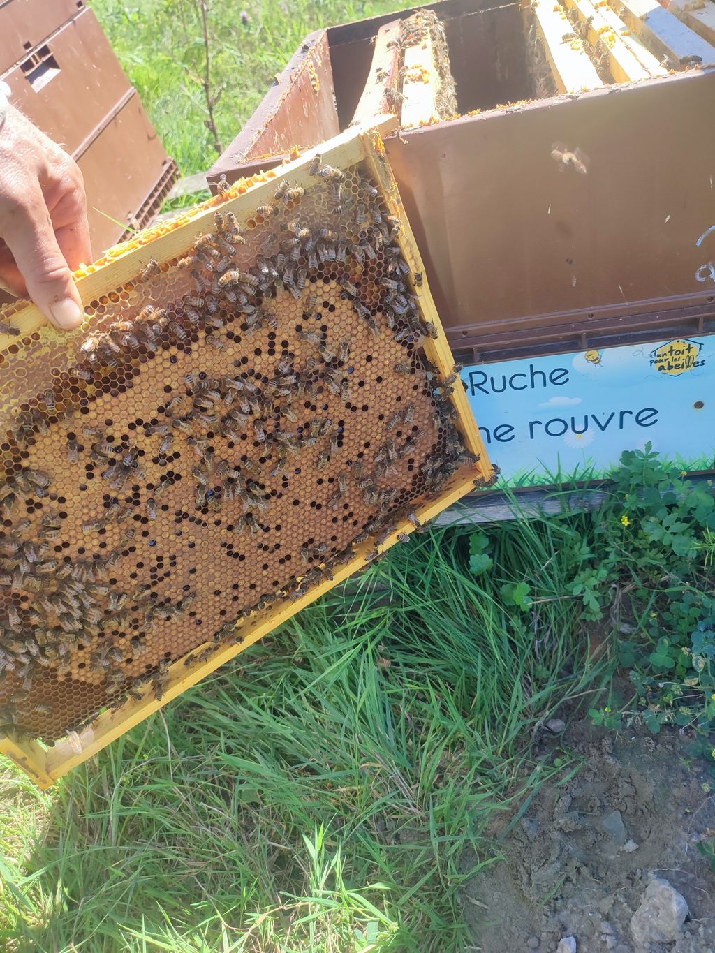 La ruche Chêne rouvre