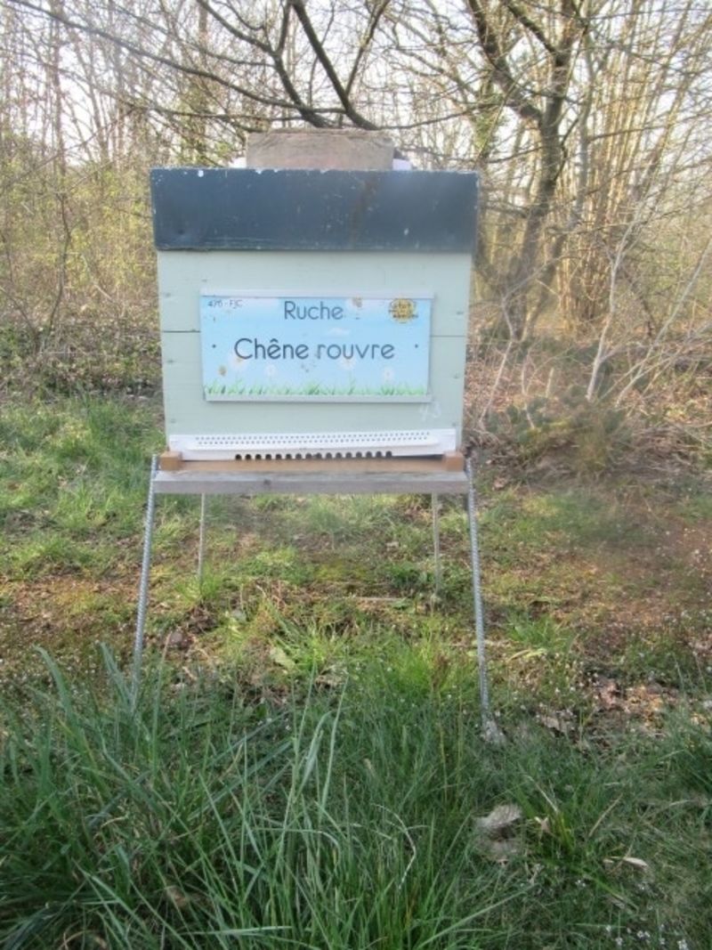 La ruche Chêne rouvre