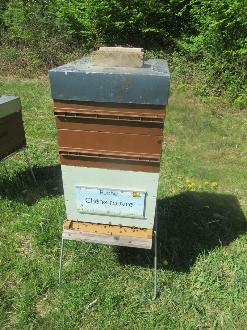 La ruche Chêne rouvre