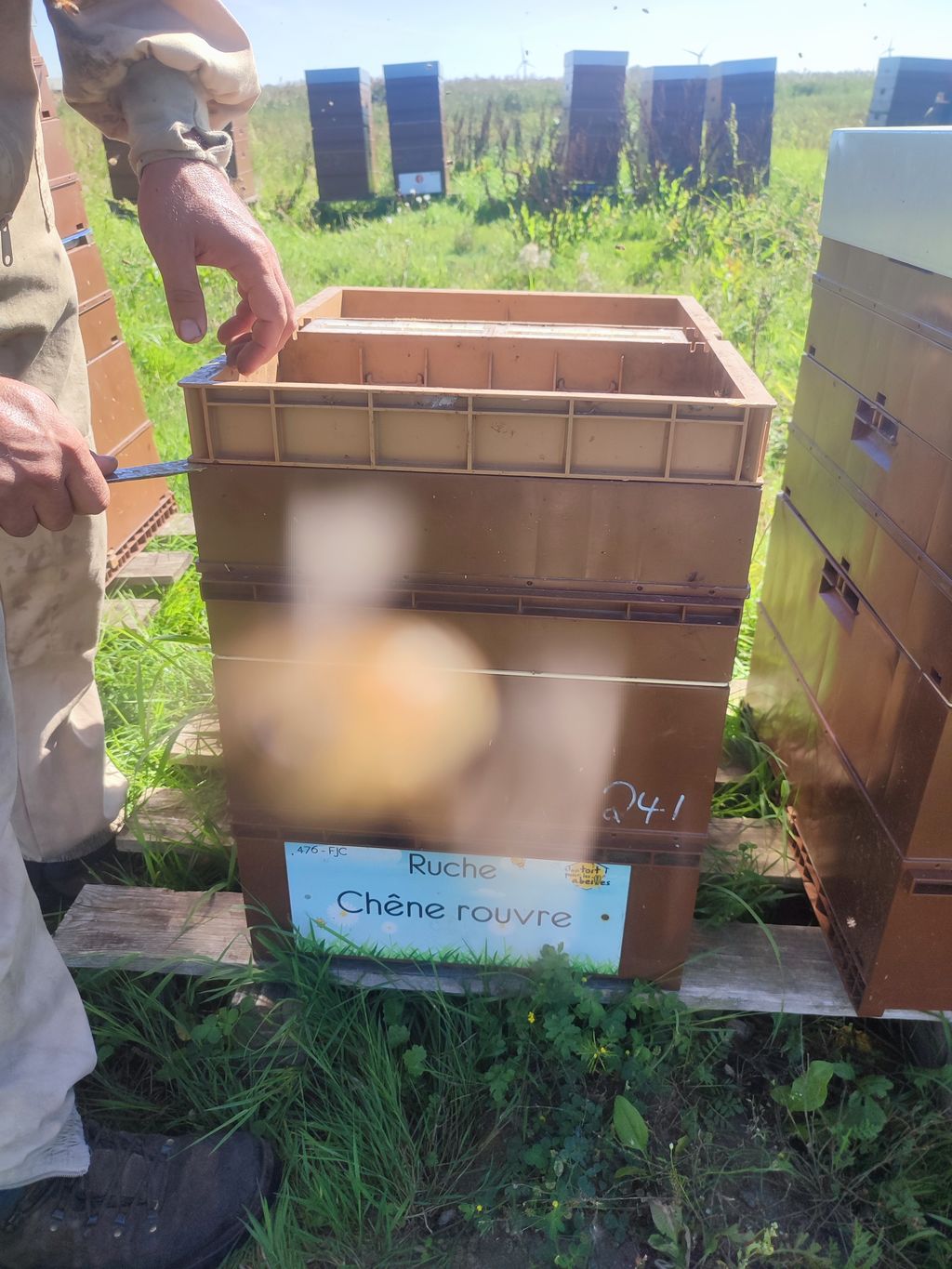 La ruche Chêne rouvre