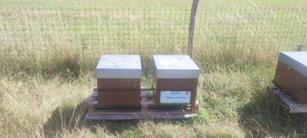 La ruche Chêne rouvre