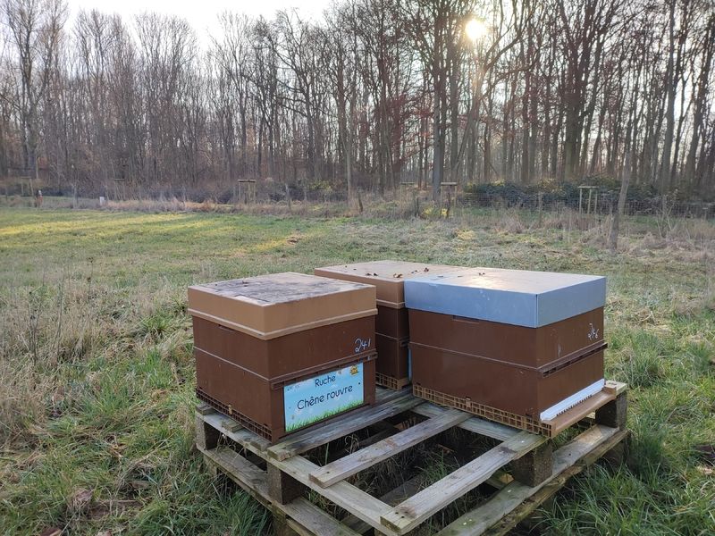 La ruche Chêne rouvre