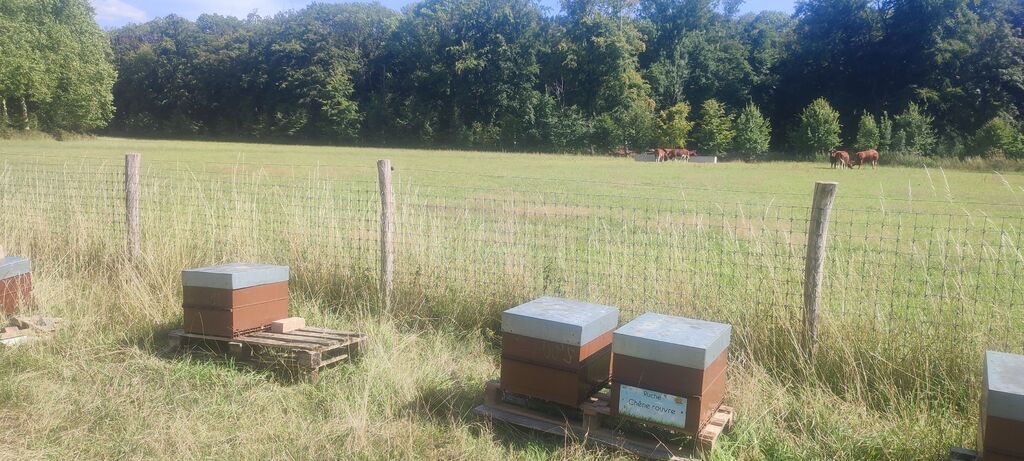 La ruche Chêne rouvre