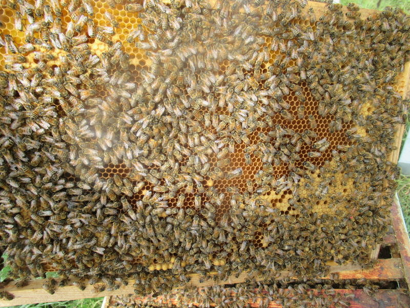 La ruche Chêne rouvre