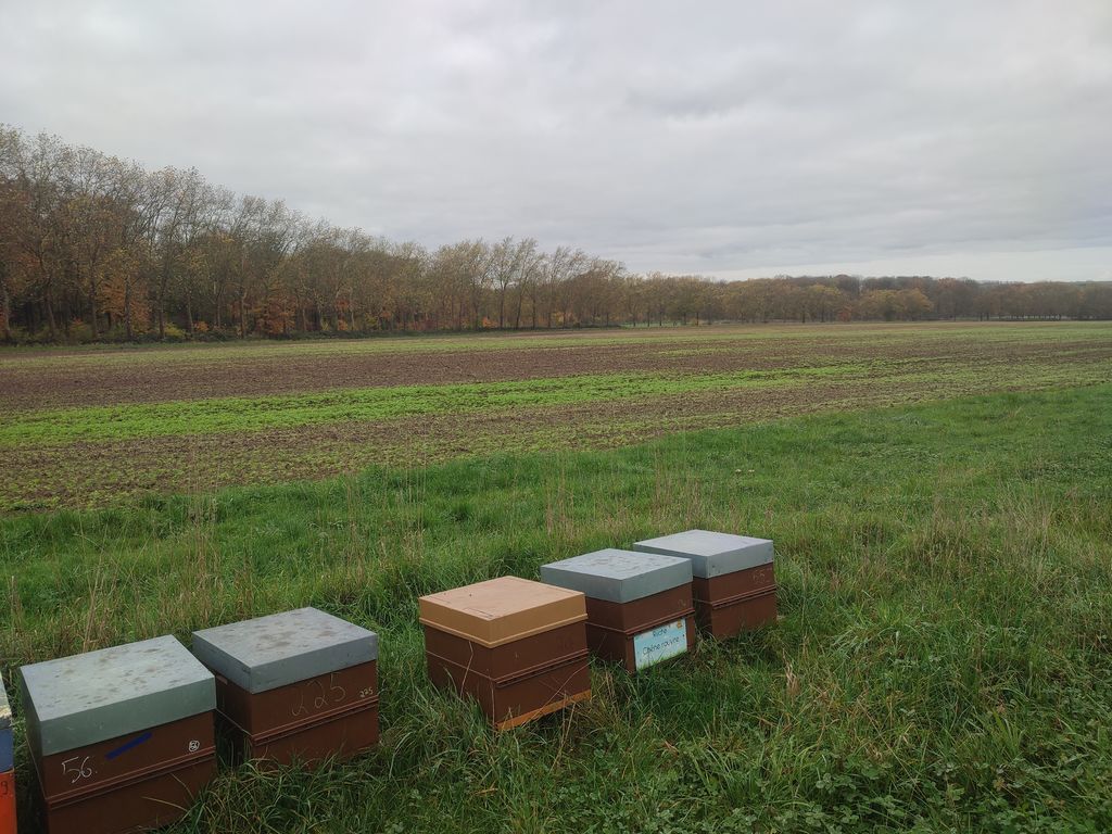 La ruche Chêne rouvre