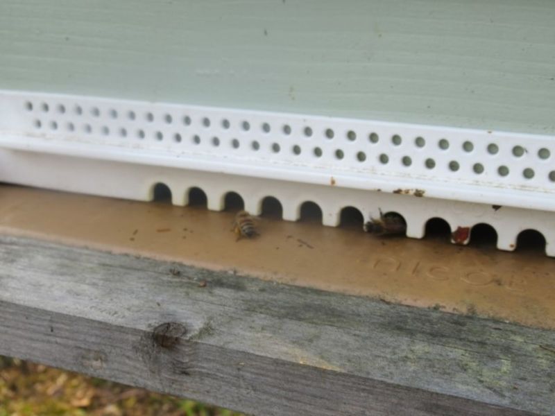 La ruche Chêne rouvre