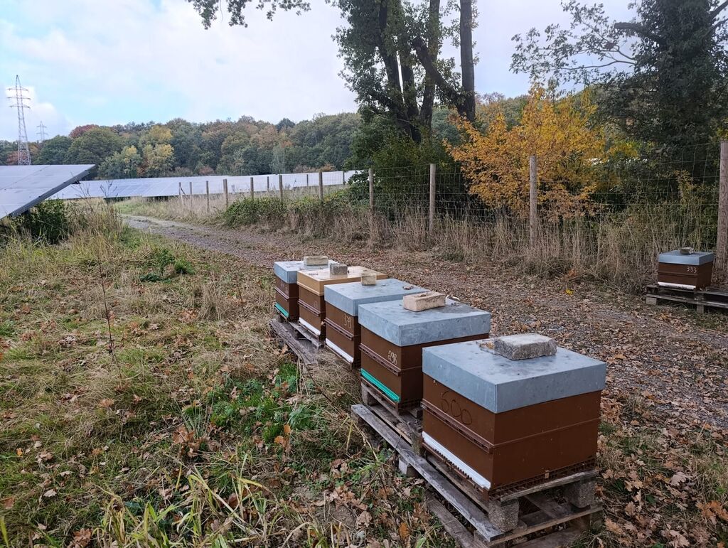 La ruche Chêne rouvre